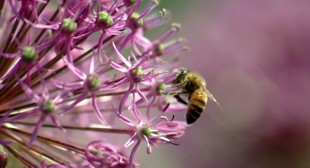 Wir sollten die Bienen retten, um uns selbst zu retten. Und Neonicotinoid-Pestizide verbieten