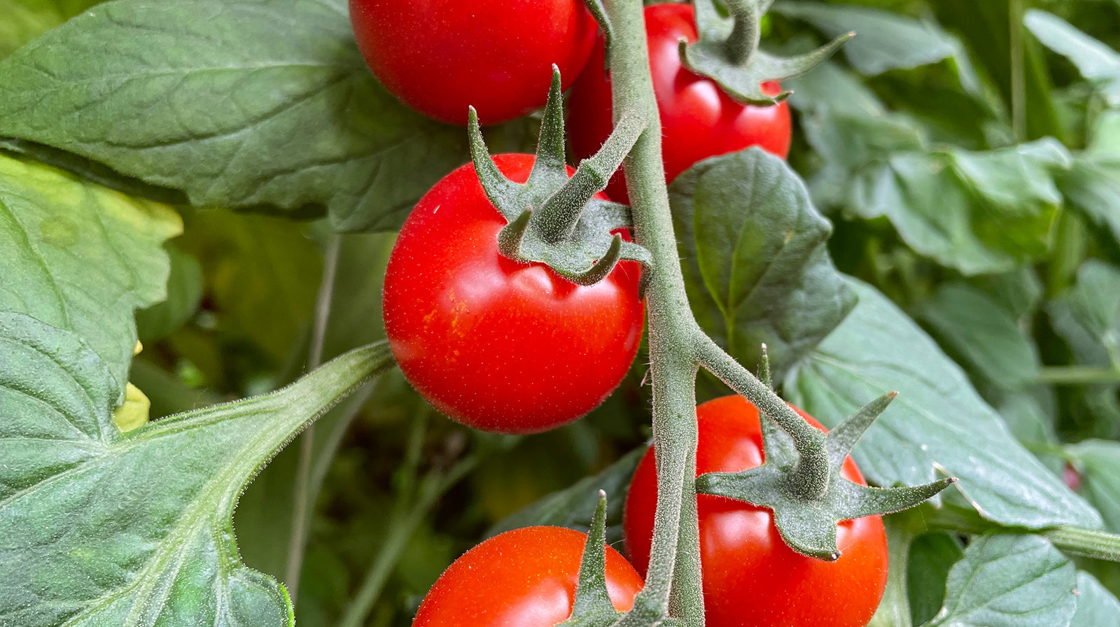 Tomaten, das Sommergemüse mit zahlreichen Vorzügen