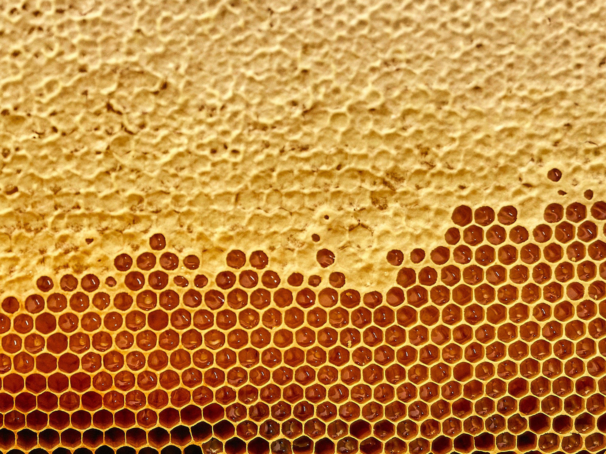 Pollen und Gelée royale: wie und warum man sie jeden Tag verwenden kann und sollte, auch in der Küche